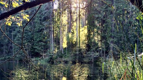 Der Böhmerwald – eine Wildnis mitten in Europa, Bild 22